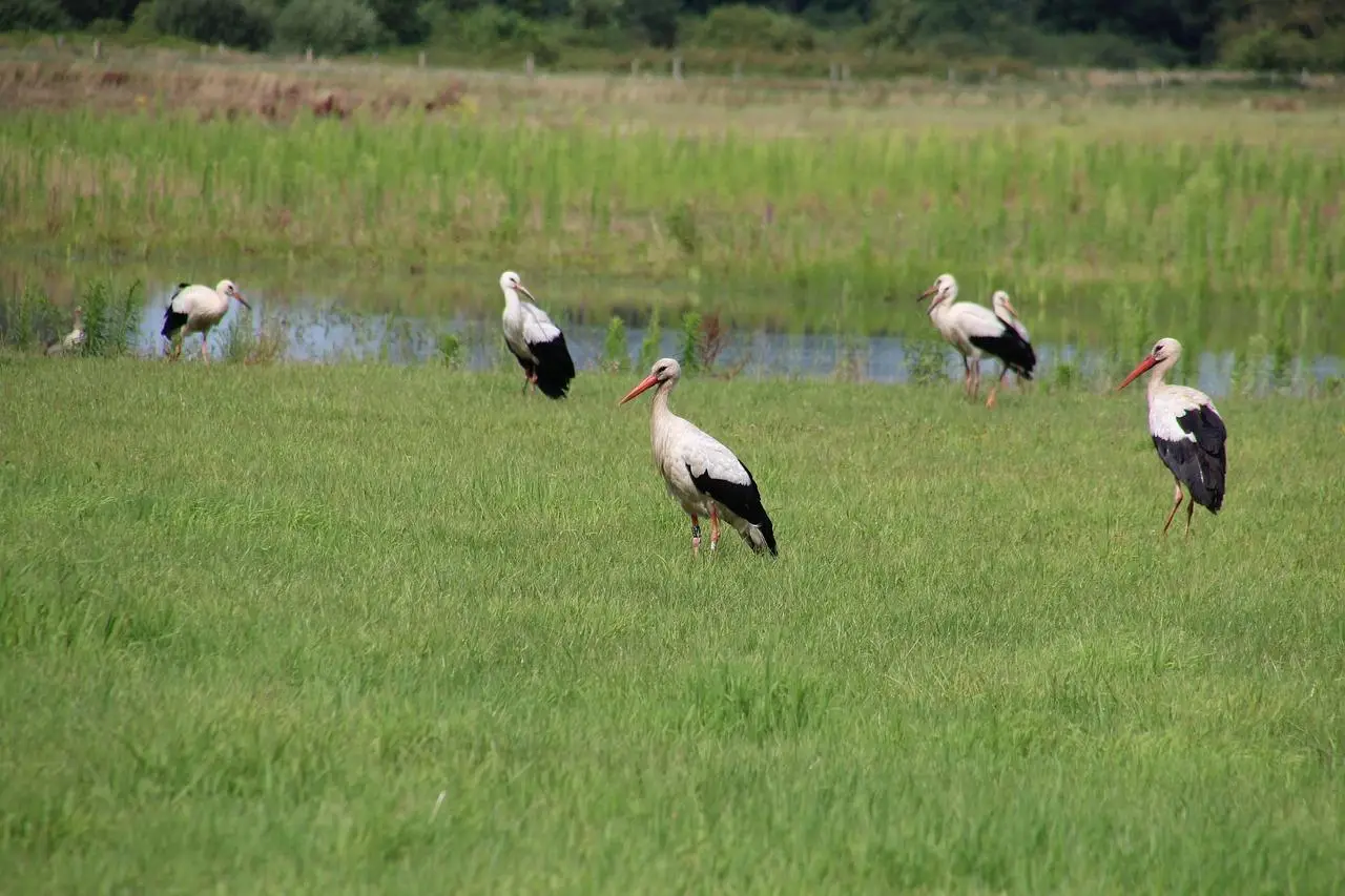Lokaal adverteren Overijssel