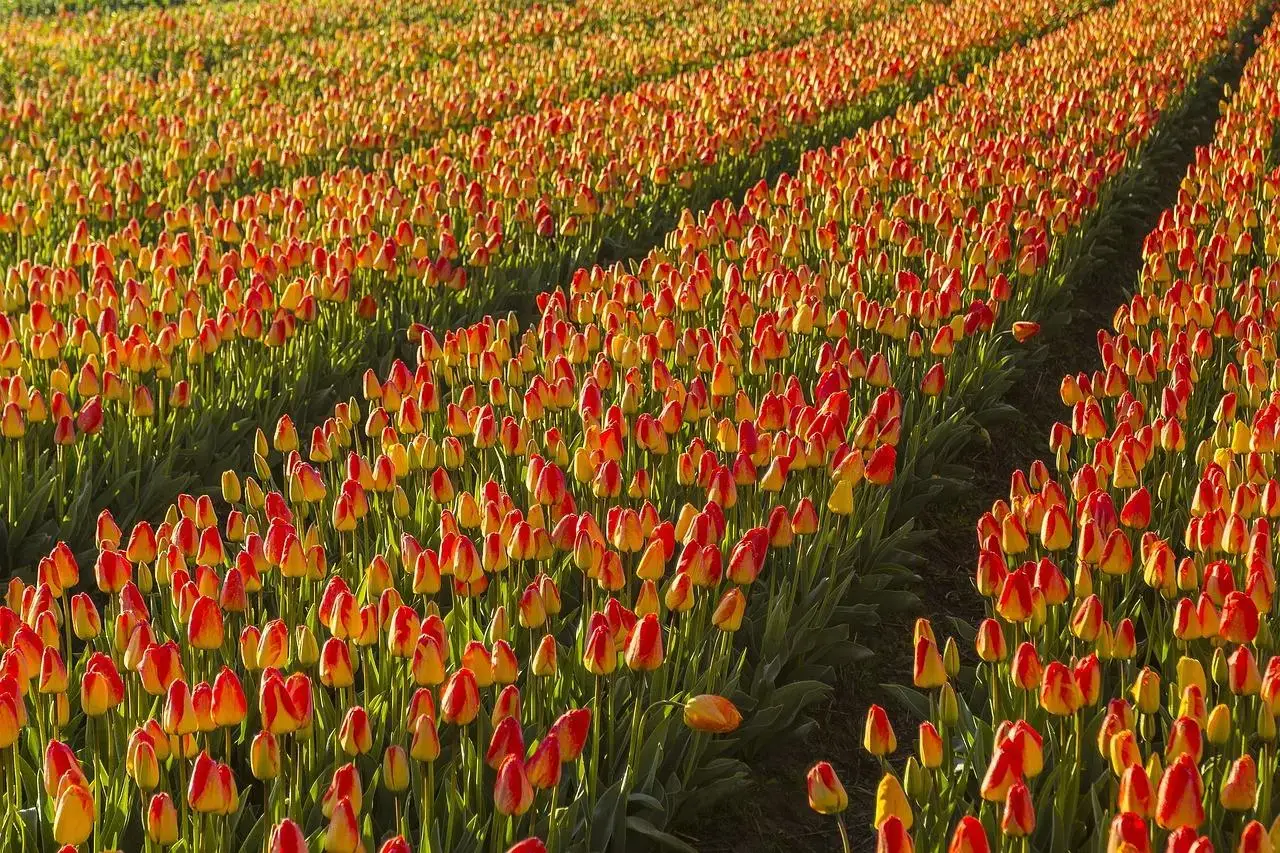 Lokaal adverteren Lisse
