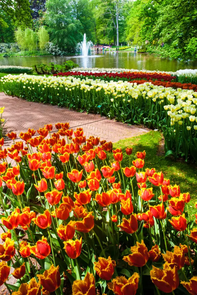 Tulip field in Keukenhof Gardens, Lisse, Netherlands